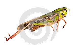 Grasshopper isolated white background
