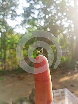 Miniature Grasshopper on a Human Finger in Sunlight