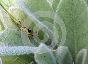 Grasshopper on Lamb's Ear Plant Two