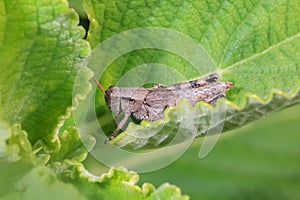 Grasshopper on a large green leaf