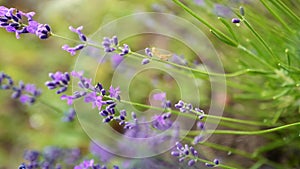 Grasshopper on lavender