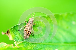 Grasshopper on leaf