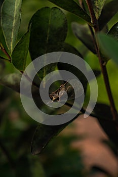 Grasshopper on leaf amidst lush plant life