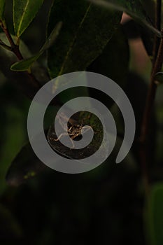 Grasshopper on leaf amidst lush plant life