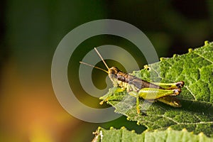 Grasshopper on a Leaf