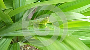 Grasshopper on the leaf