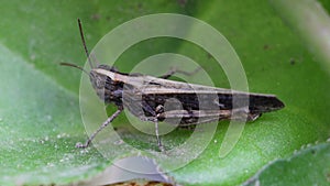 grasshopper on a leaf. close up of a grasshopper