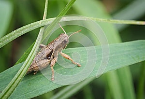 Grasshopper on leaf, Close up macro view