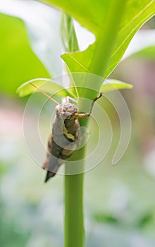 Grasshopper at leaf close up shot, Insect nature background