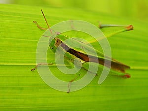 Grasshopper on a leaf