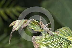 Grasshopper on a Leaf
