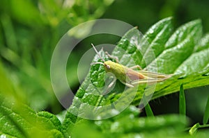 Grasshopper in the grass photo