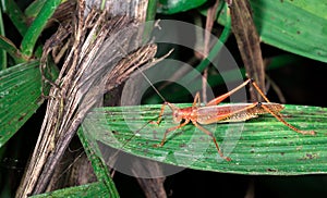 Grasshopper on a leaf at night in Costa Rica