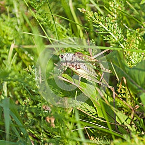 Grasshopper on leaf