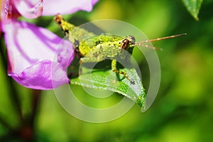 grasshopper & leaf