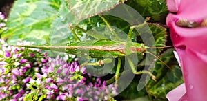 Grasshopper on leaves