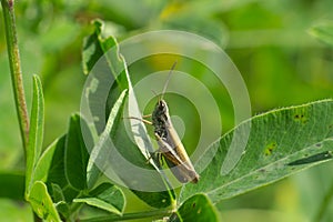 Grasshopper on the leaves of clover
