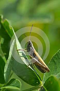 Grasshopper on the leaves of clover