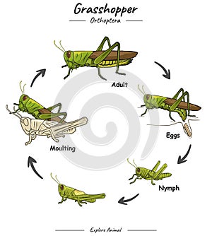 Grasshopper life cycle