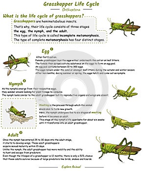 Grasshopper life cycle with explanation