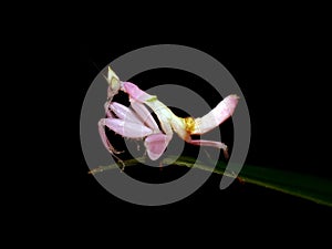 Grasshopper like flowers perched atop the tips of the leaves