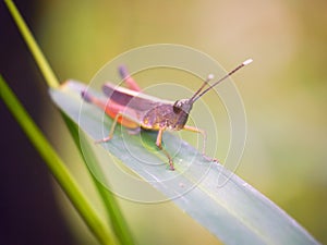 Grasshopper is a list of the grass