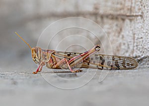 Grasshopper or locust is danger for crops in pakistan and india
