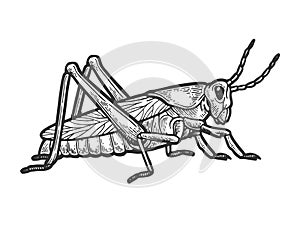 Grasshopper locust engraving vector illustration