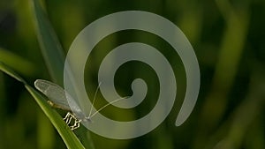 A grasshopper with a long mustache sits on thin green grass. Creative. Macro photography where a small blacksmith sits