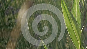 A grasshopper with a long mustache sits on thin green grass. Creative. Macro photography where a small blacksmith sits