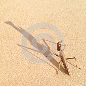 Grasshopper and long shadow.