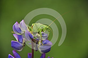 Grasshopper lurked in forest grass. Wildlife, insects, macro, fauna, flora, background, wallpaper, nature