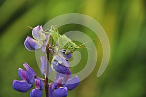 Grasshopper lurked in forest grass. Wildlife, insects, macro, fauna, flora, background, wallpaper, nature