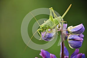 Grasshopper lurked in forest grass. Wildlife, insects, macro, fauna, flora, background, wallpaper, nature