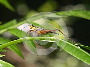 Grasshopper Macro