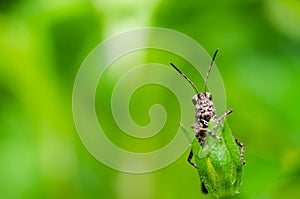 Grasshopper macro in green nature