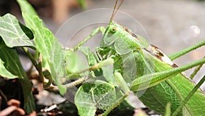 Grasshopper in a macro shot jumping