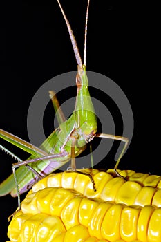 Grasshopper on maize