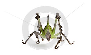 Grasshopper, Malaysian Leaf Katydid