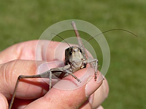 Grasshopper in man`s fingers closeup