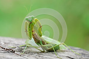 Grasshopper, mantis in Defensive Stance on tree stump