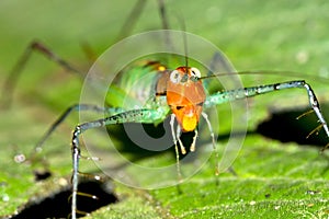 Grasshopper, Marino Ballena National Park, Costa Rica