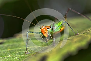 Grasshopper, Marino Ballena National Park, Costa Rica