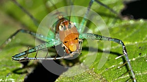 Grasshopper, Marino Ballena National Park, Costa Rica