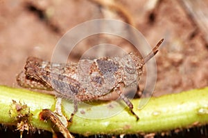 grasshopper is masked among green leaves in sunny for background