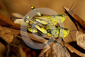 Grasshopper mating