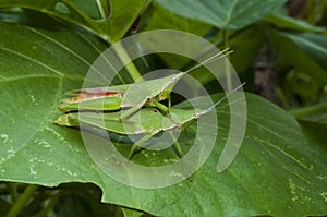 Grasshopper mating on grass leaf