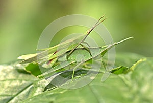 Grasshopper