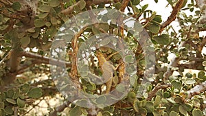 Grasshopper in Mauritania