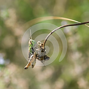 Grasshopper in a meadow (Chorthippus paralellus)